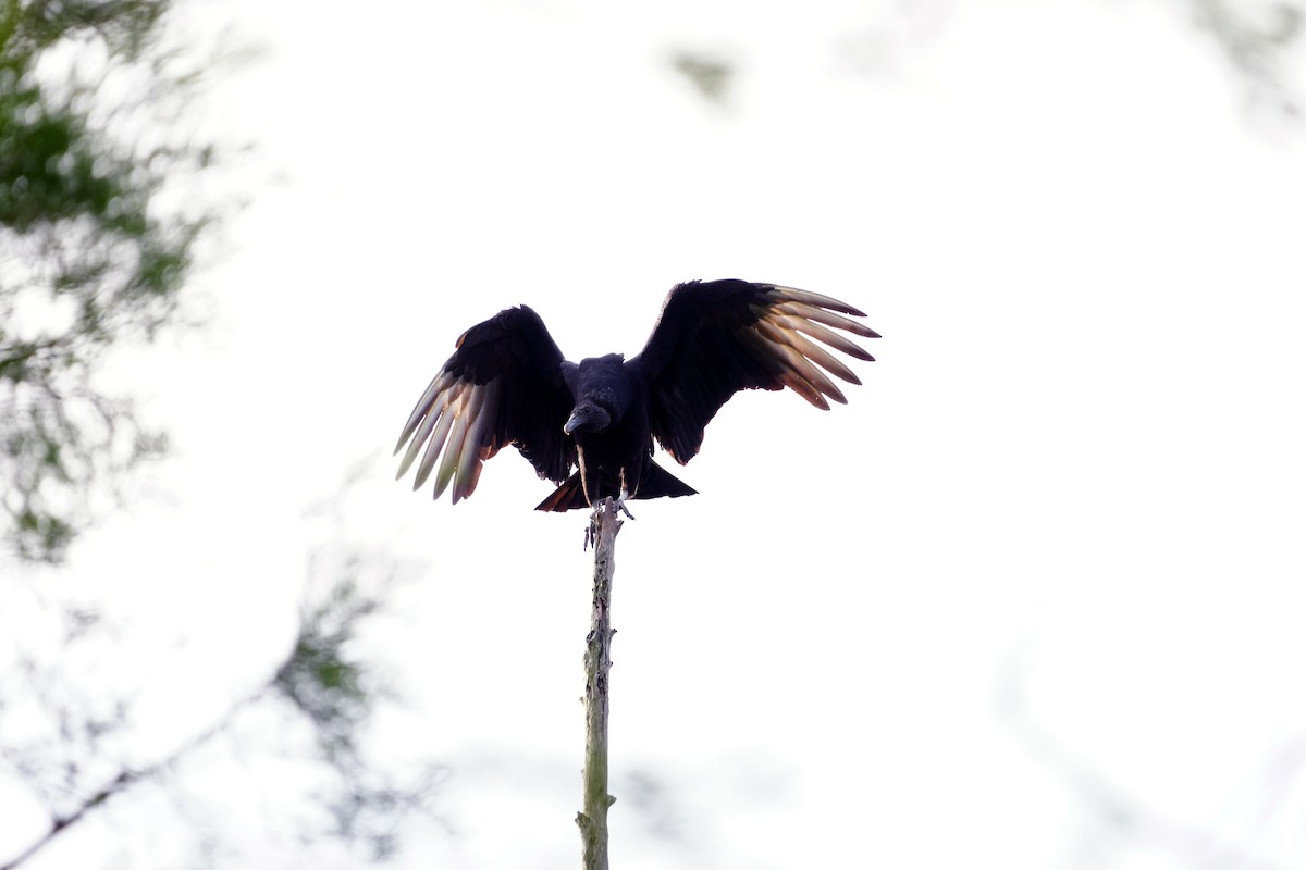 Black Vulture - Brandon Johnson