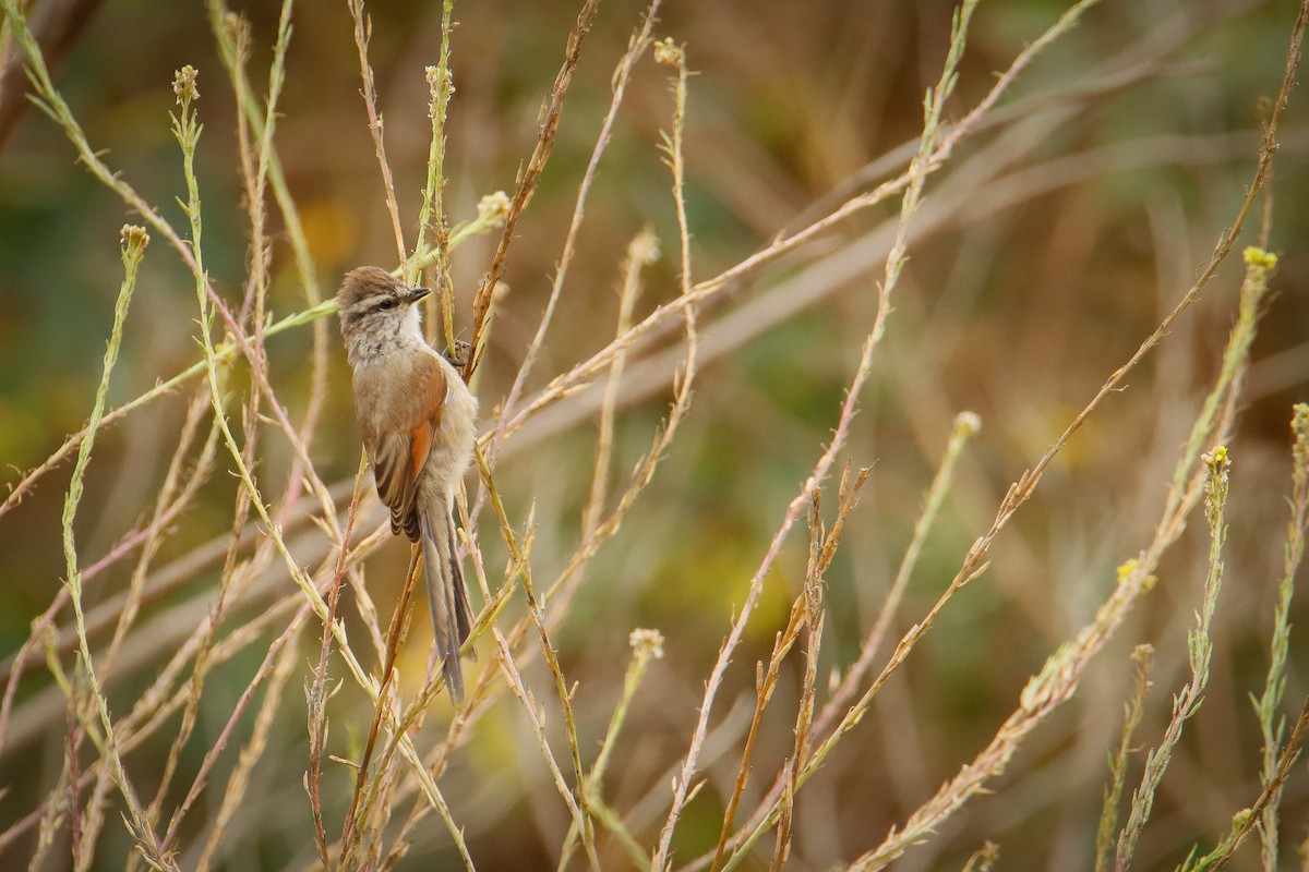 Plain-mantled Tit-Spinetail - ML616436496