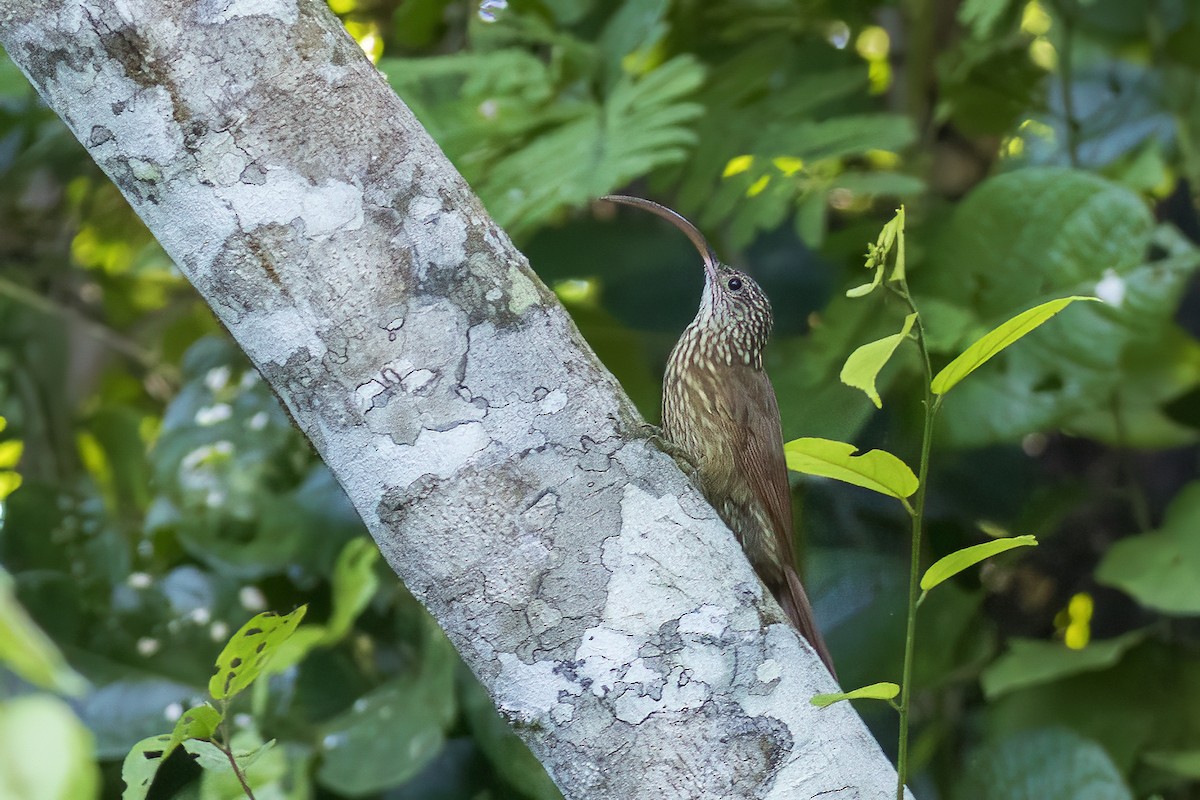 Xingu Scythebill - ML616436517