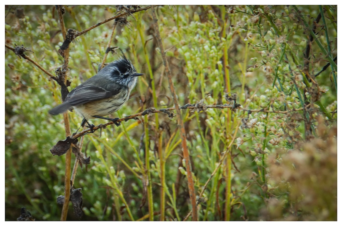 Tufted Tit-Tyrant - ML616436617