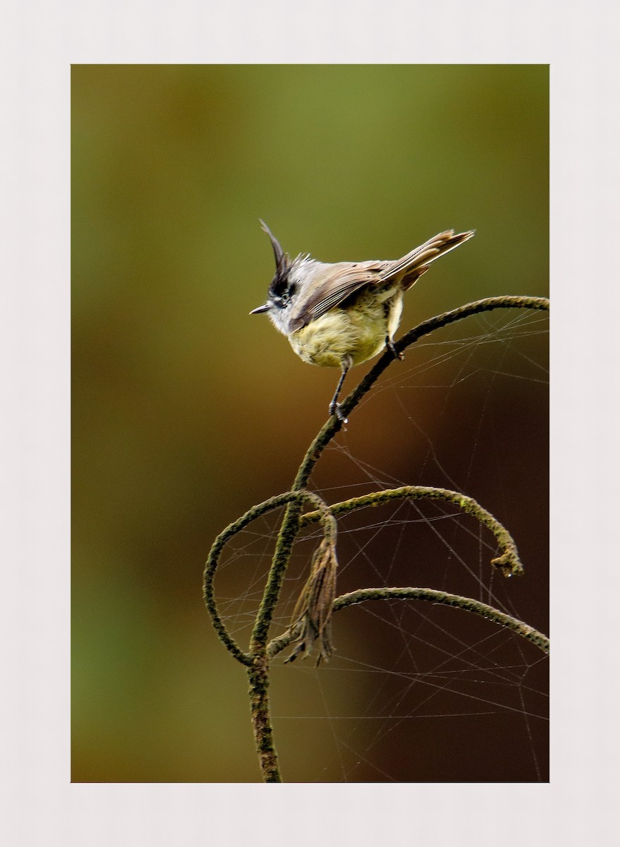 Tufted Tit-Tyrant - Raúl Irarrazabal Rojas