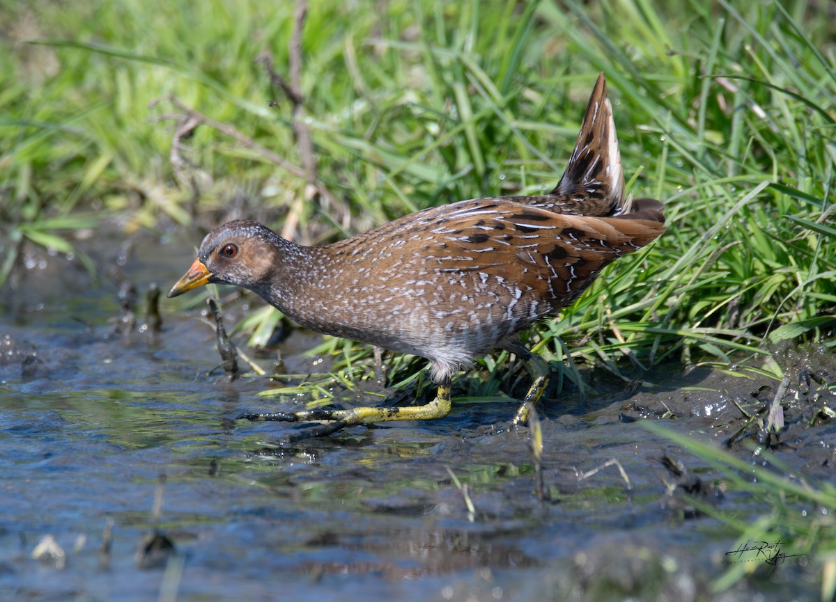 Spotted Crake - HARUN RESIT UNEY