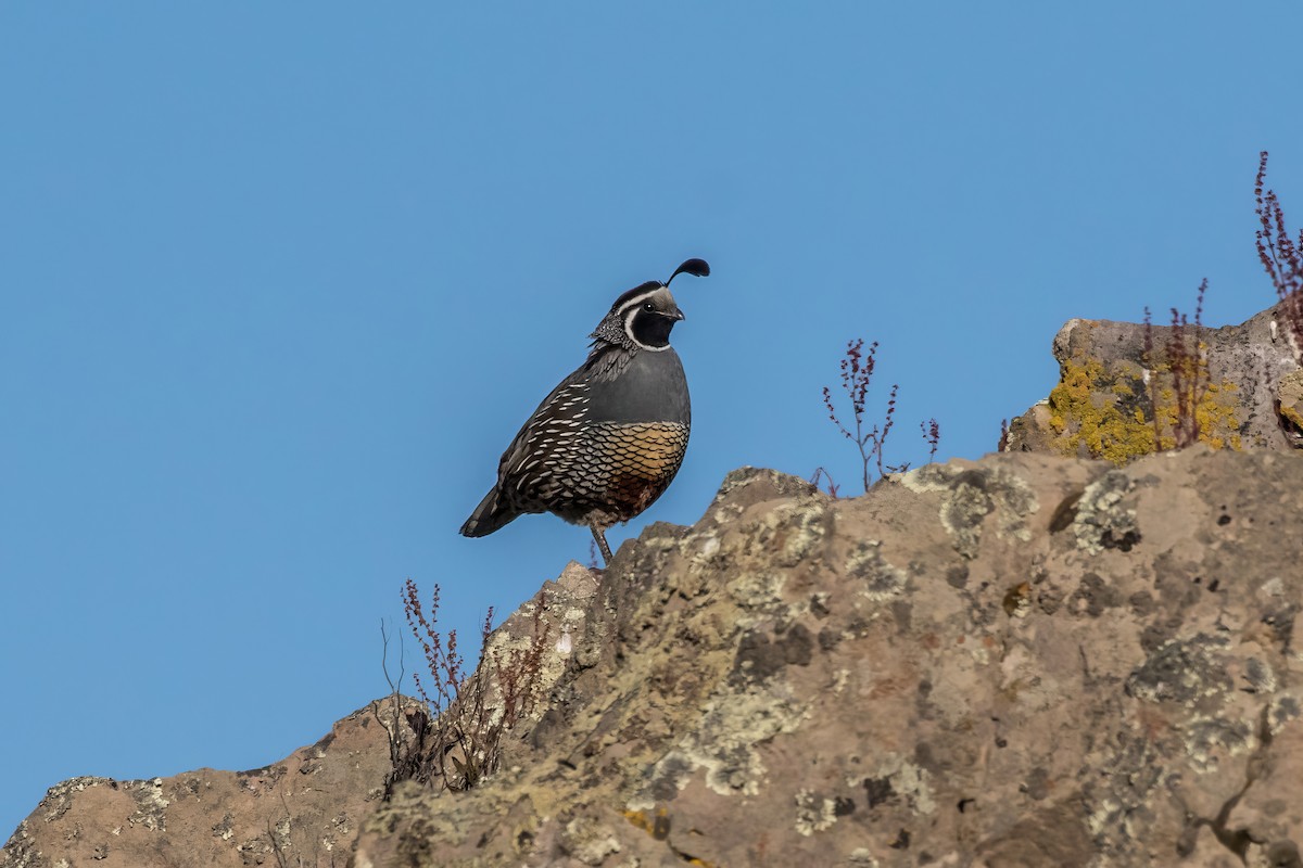 California Quail - ML616436671