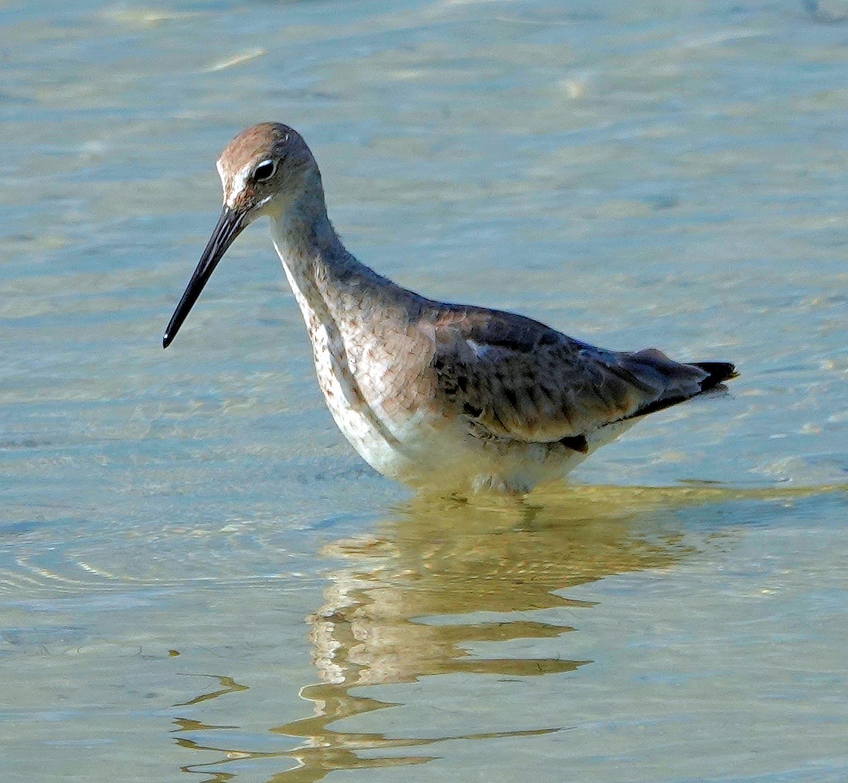 Willet - ML616436708