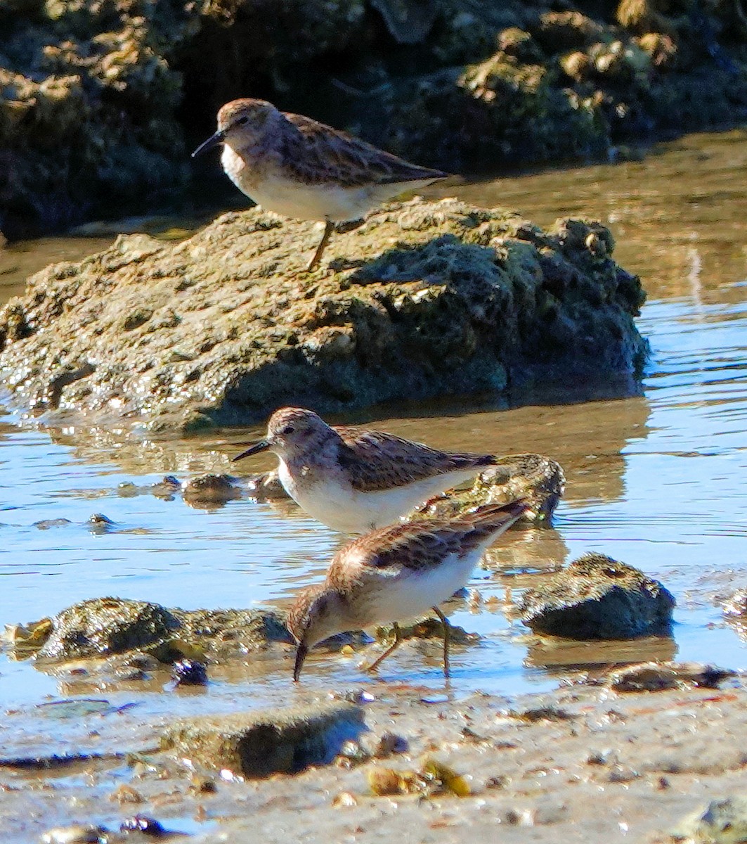 Least Sandpiper - ML616436726