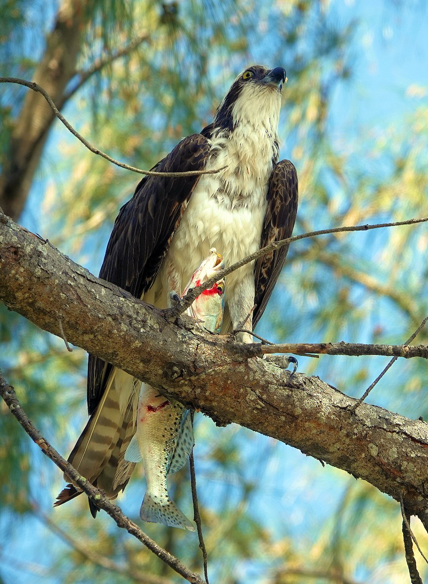 Águila Pescadora - ML616436736