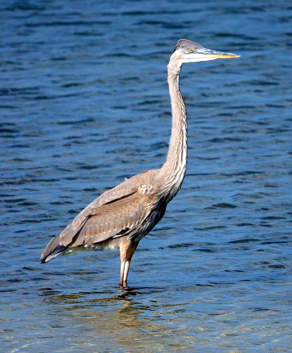 Great Blue Heron - ML616436740