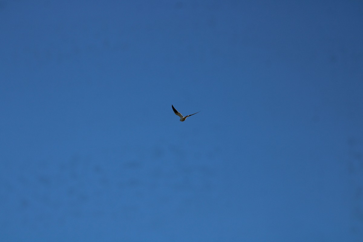 White-tailed Kite - ML616436750