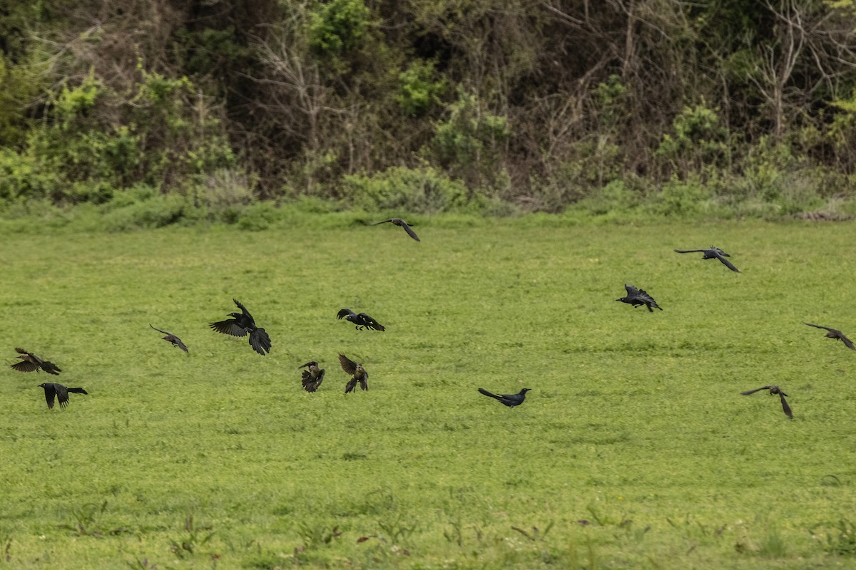 American Crow - Dale Bargmann