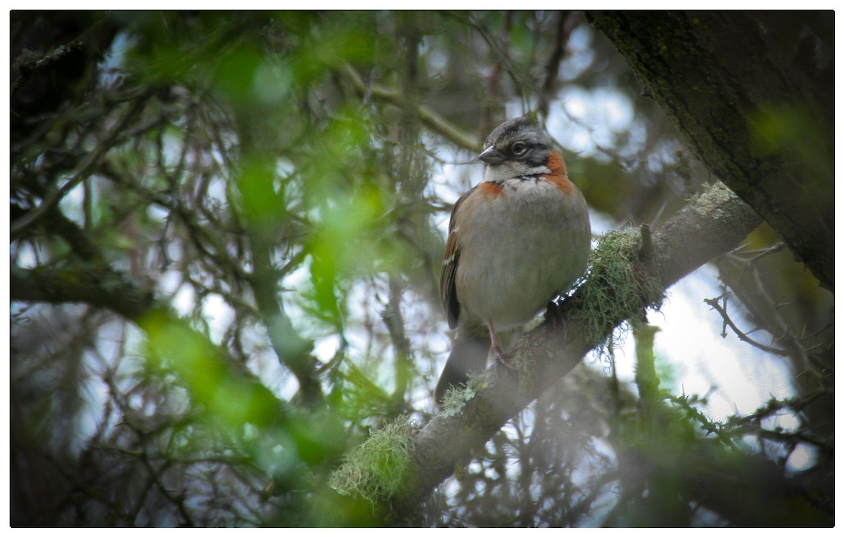 Rufous-collared Sparrow - ML616436778