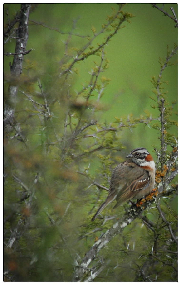 Rufous-collared Sparrow - ML616436779