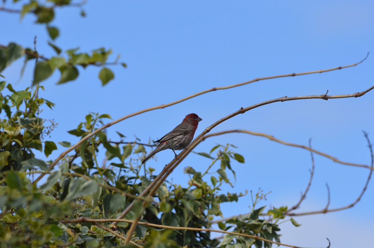 House Finch - ML616436788