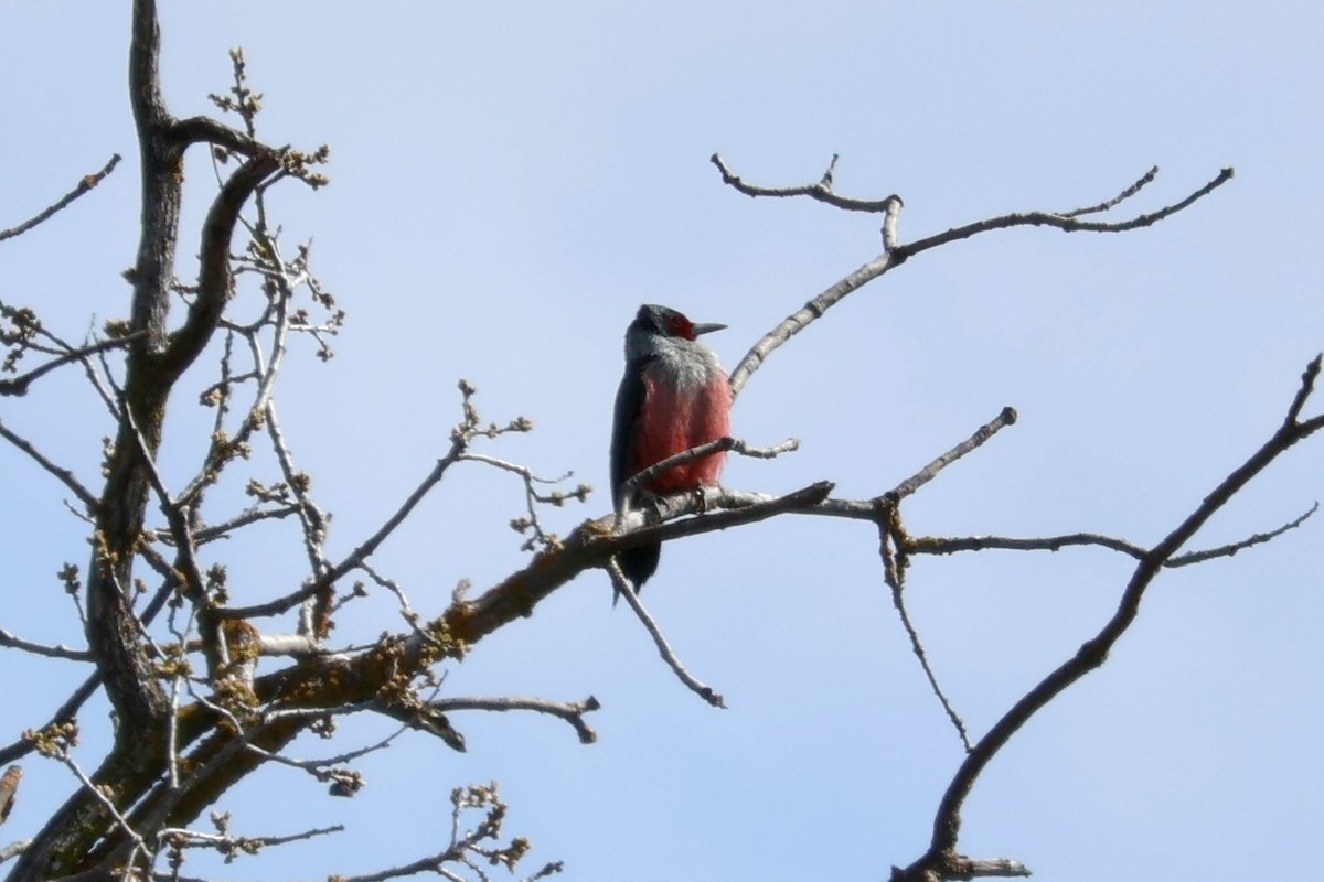 Lewis's Woodpecker - ML616436847