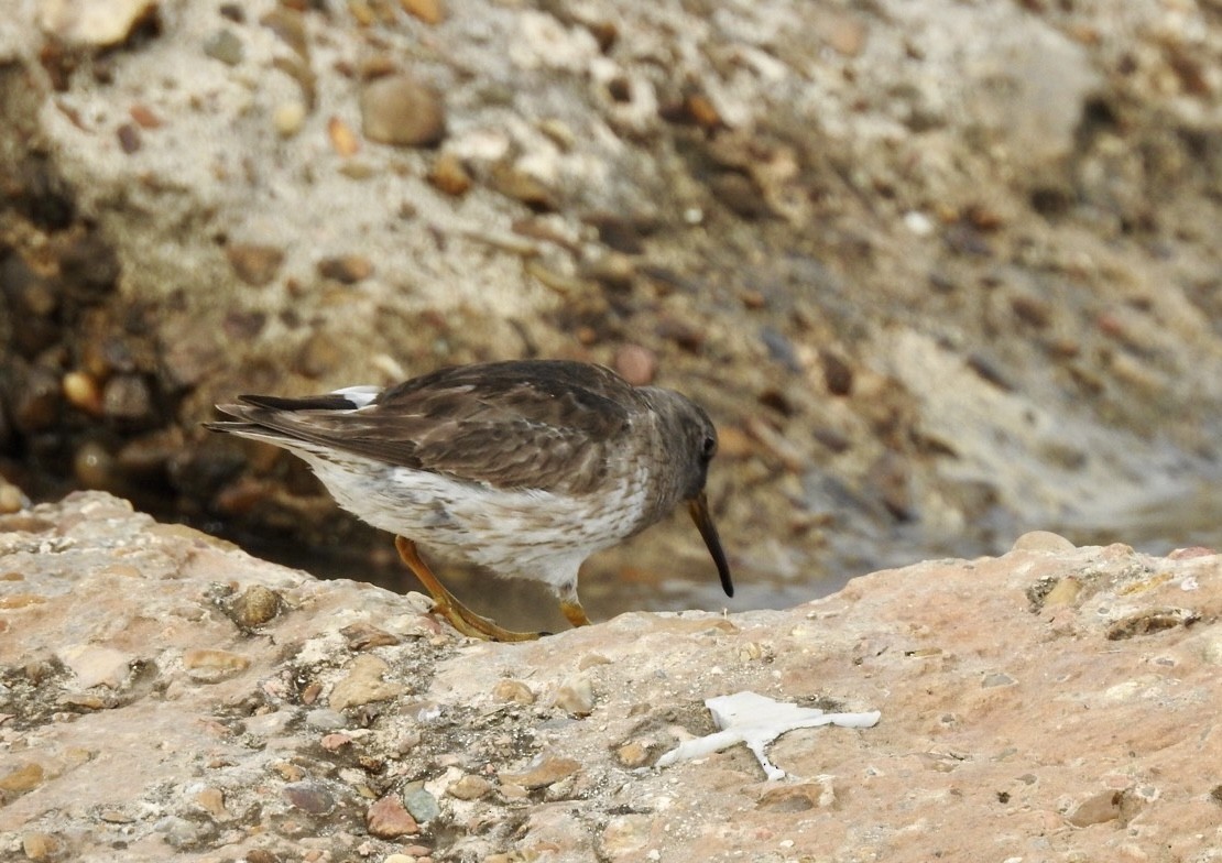 Purple Sandpiper - ML616436874