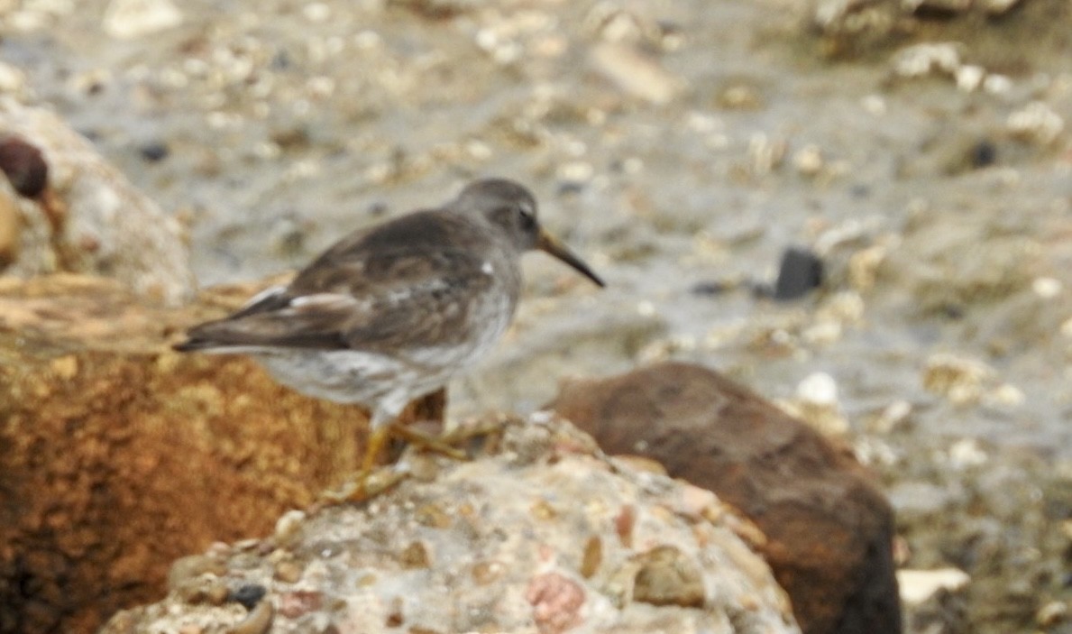 Purple Sandpiper - ML616436875
