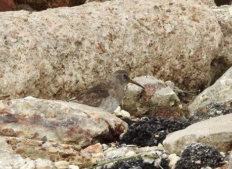 Purple Sandpiper - ML616436876