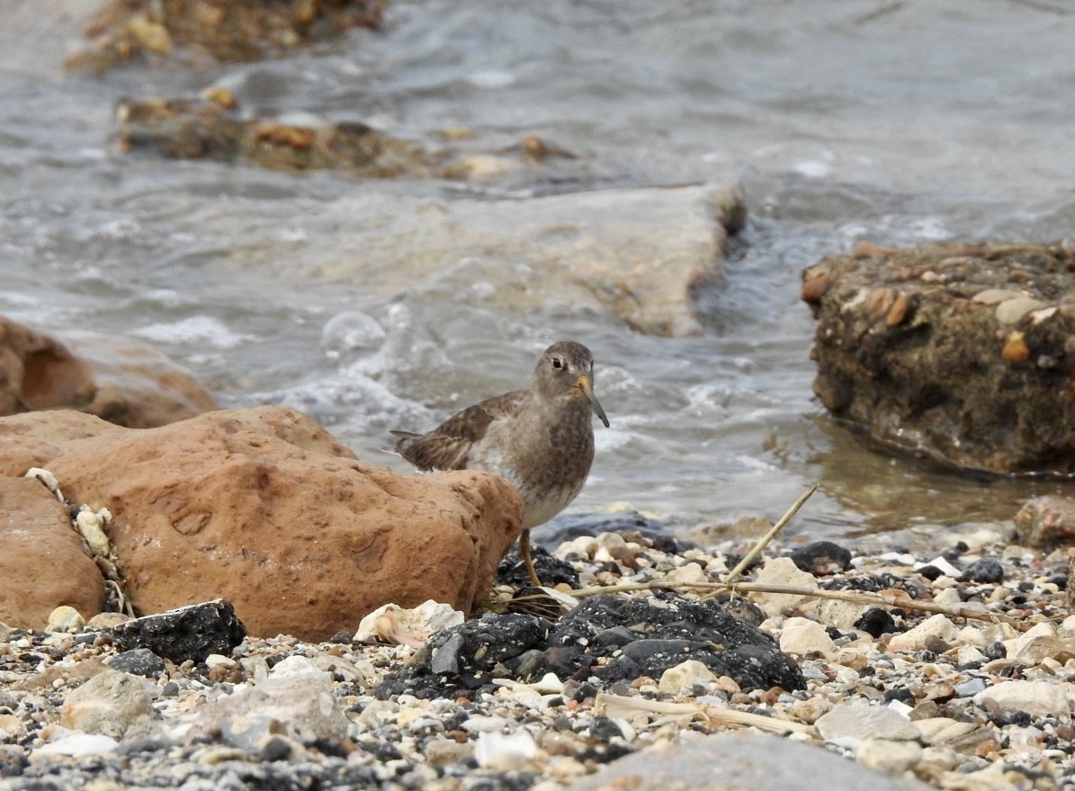 Purple Sandpiper - ML616436877