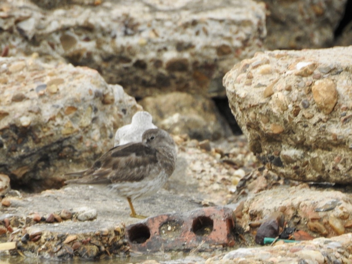 Purple Sandpiper - ML616436878