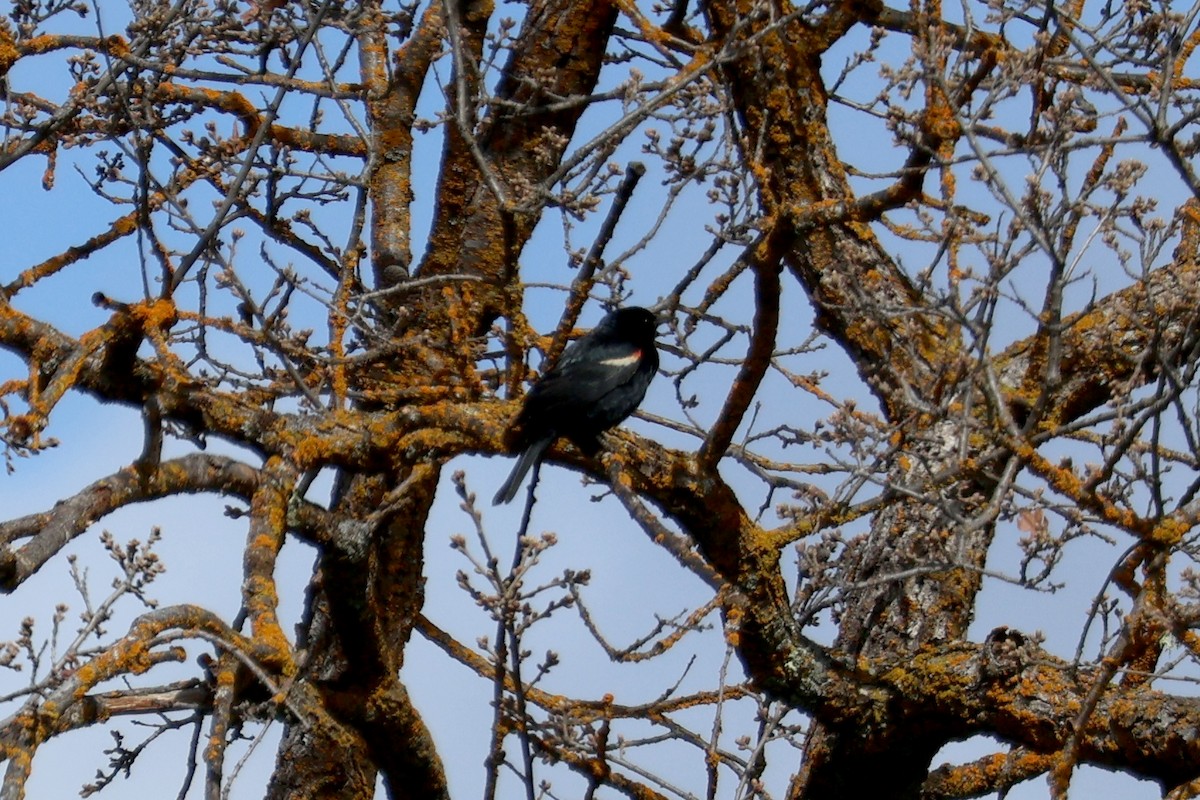 Tricolored Blackbird - ML616436887