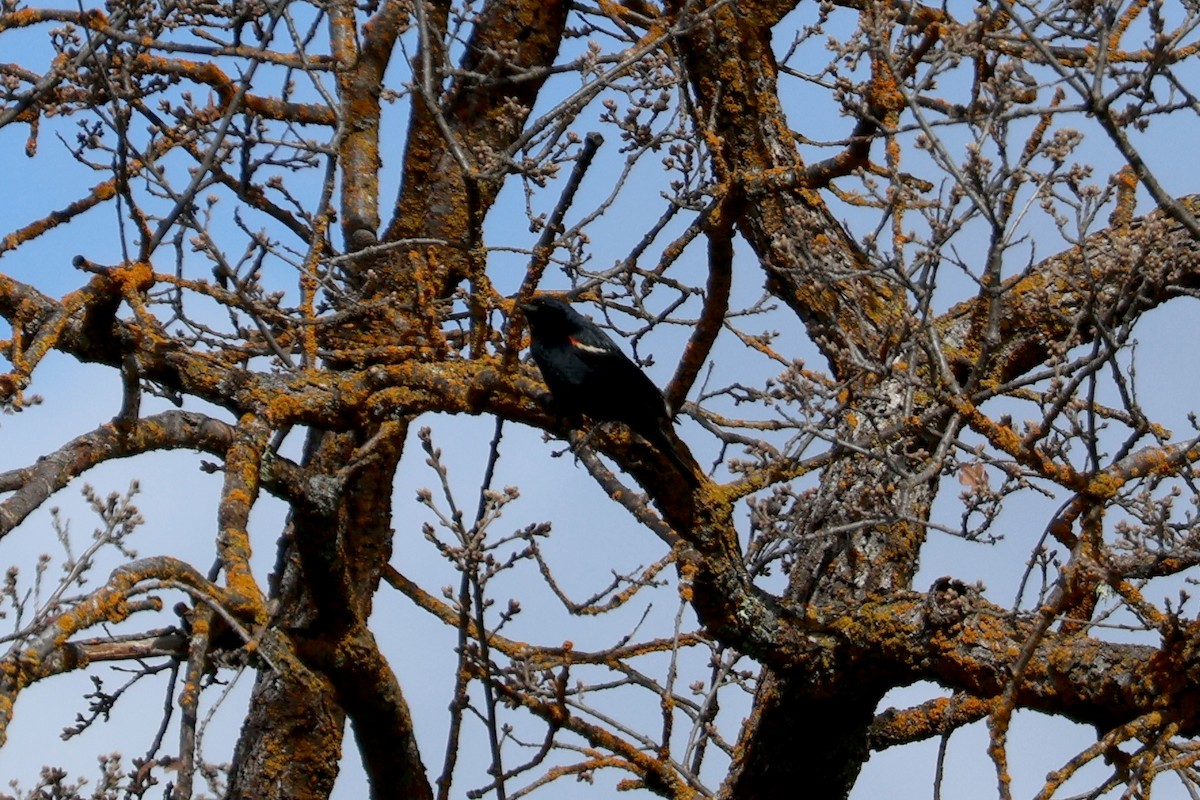 Tricolored Blackbird - ML616436888