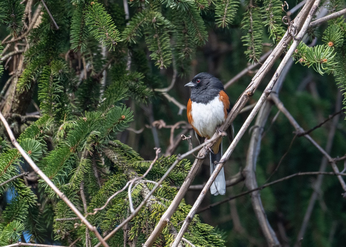 Eastern Towhee - ML616436905