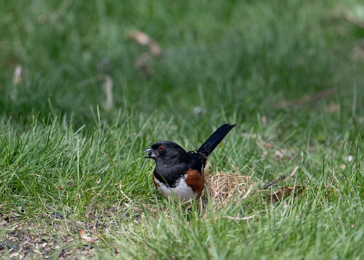 Eastern Towhee - ML616436928