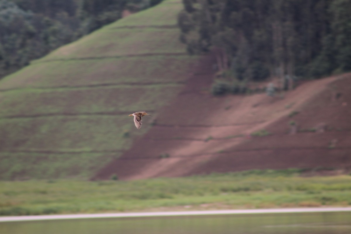 African Snipe - ML616436958