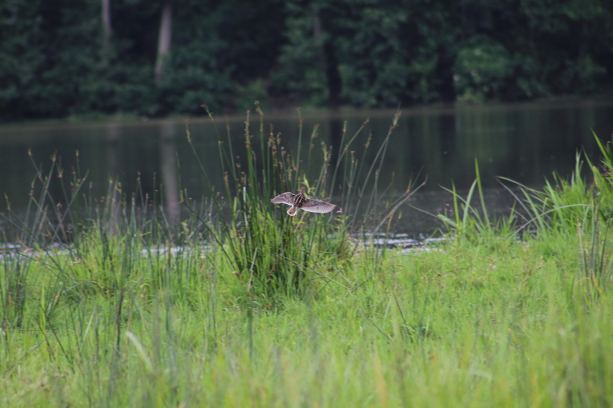 African Snipe - ML616436962