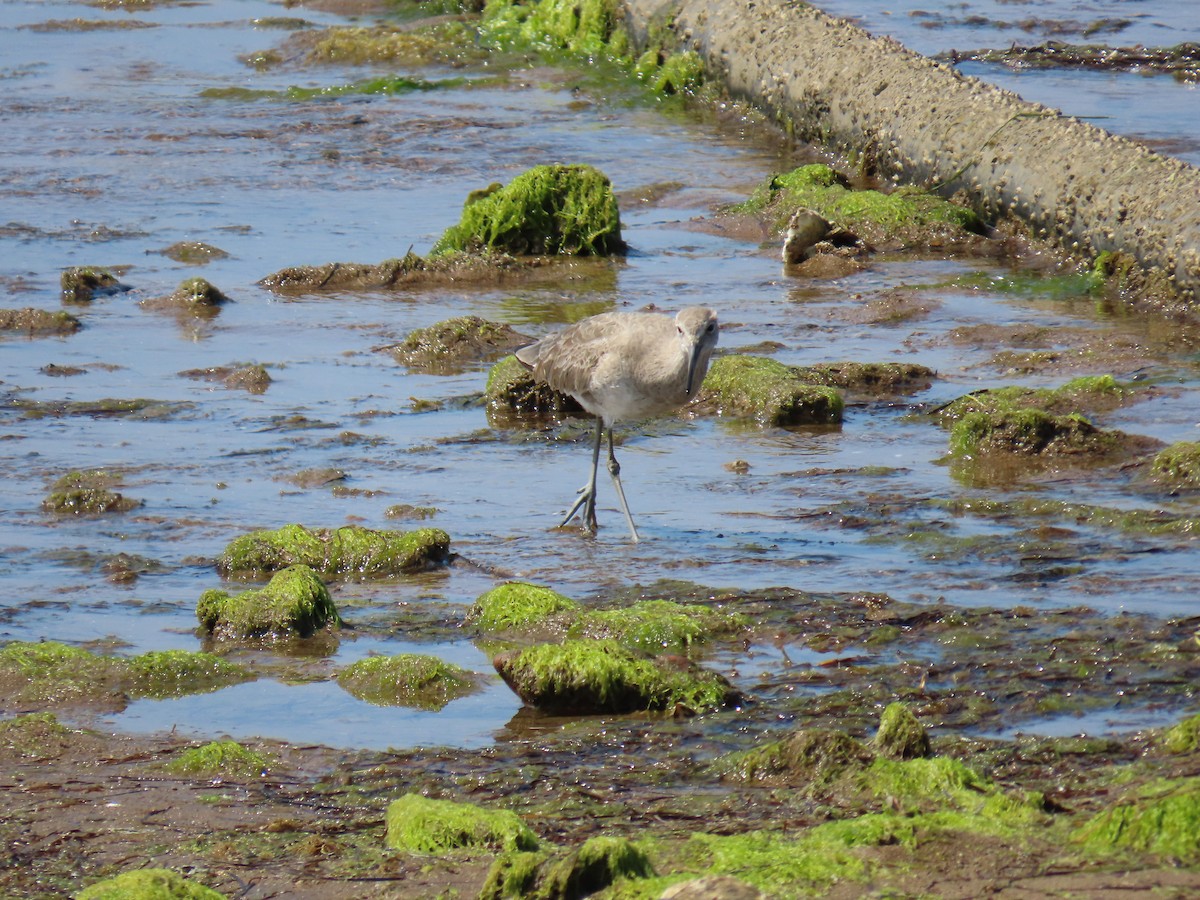 Willet - ML616436965