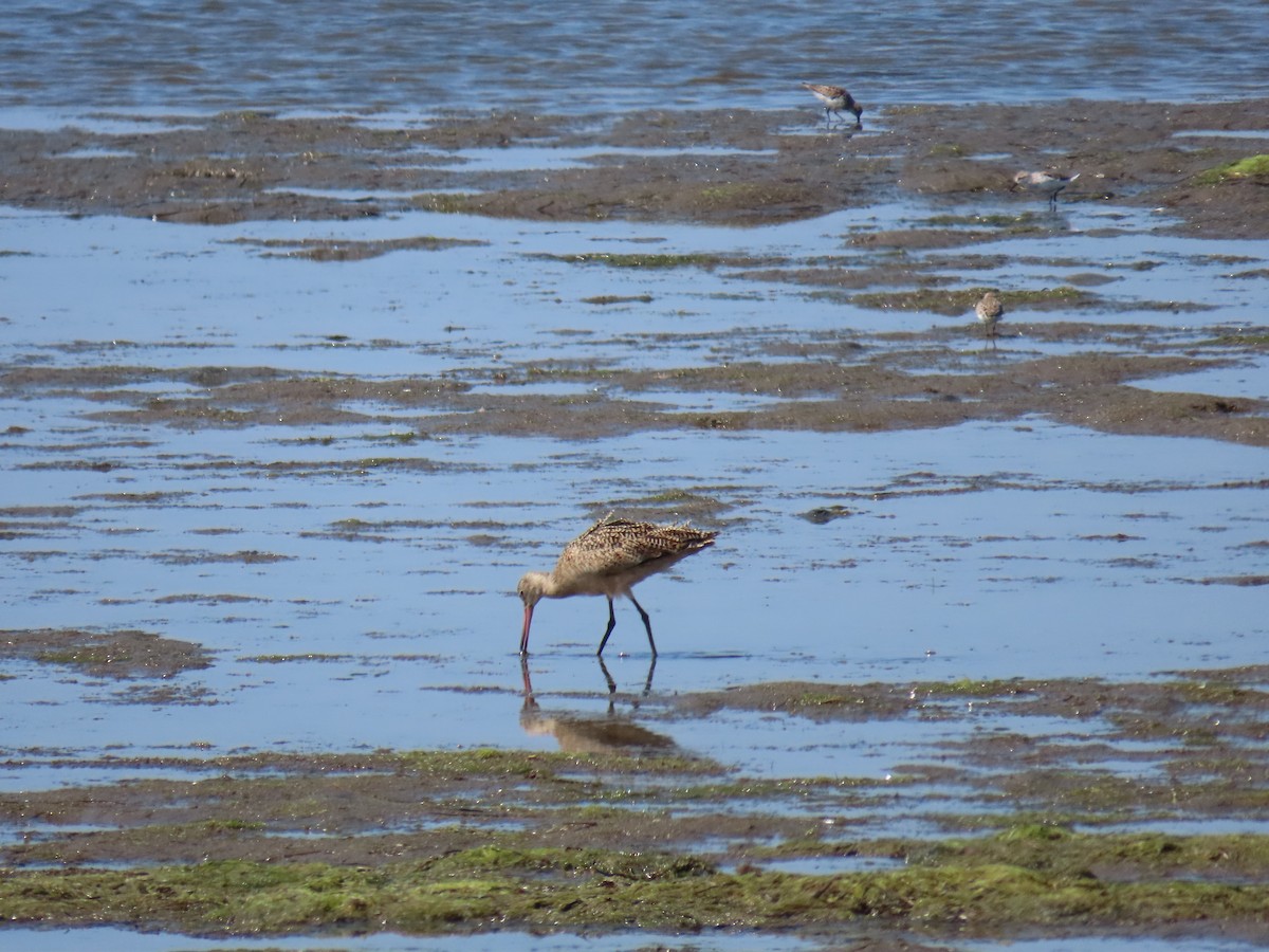 Marbled Godwit - ML616436990