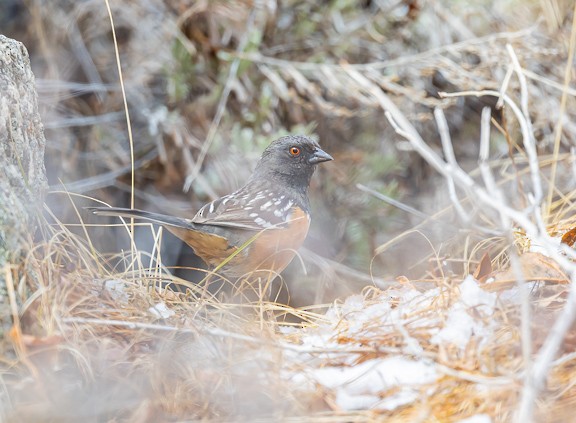 Spotted Towhee - Elizabeth Boehm