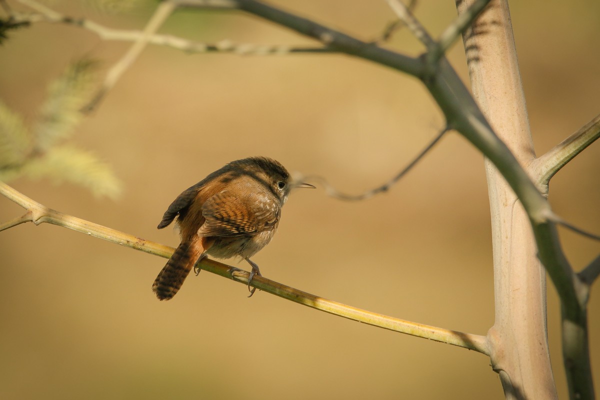 House Wren - ML616437054