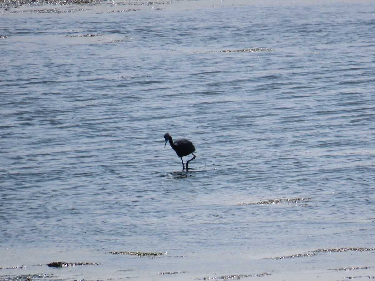 Little Blue Heron - ML616437092