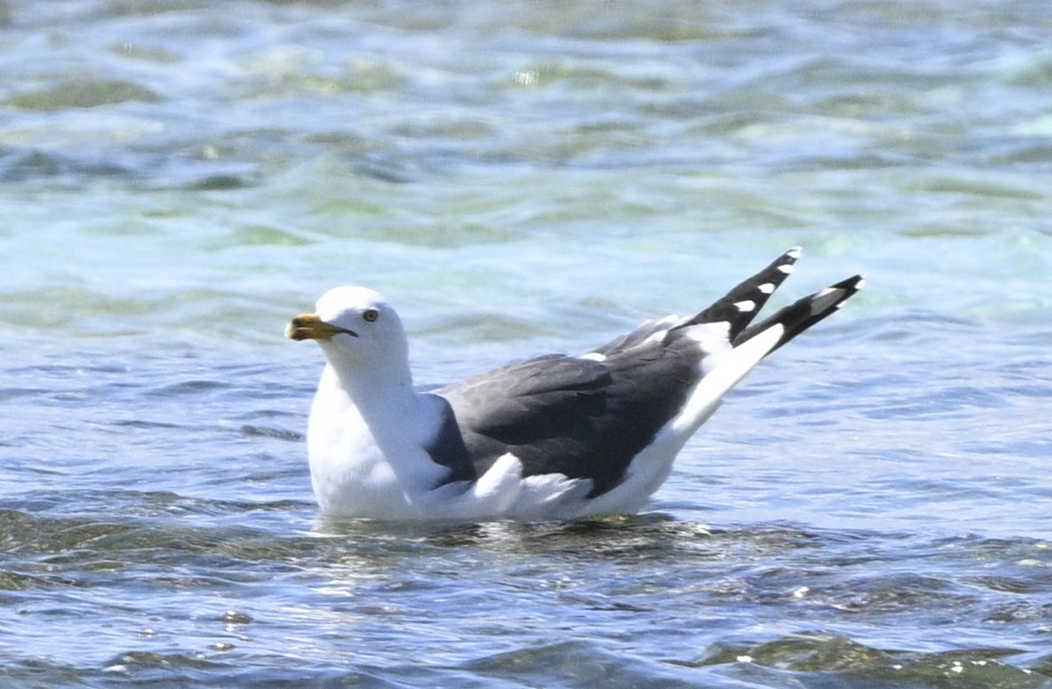 Gaviota Sombría - ML616437129