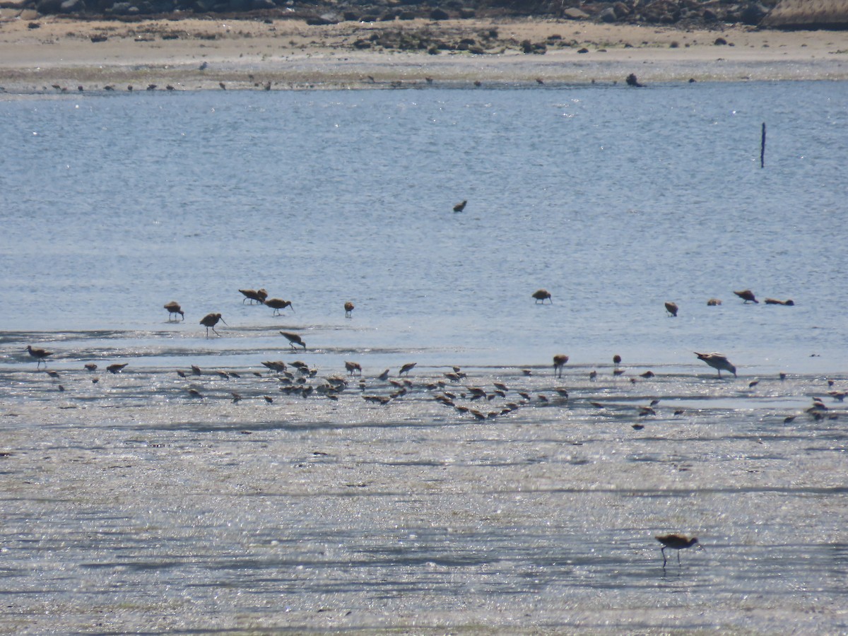 tanımsız Charadriiformes sp. - ML616437133