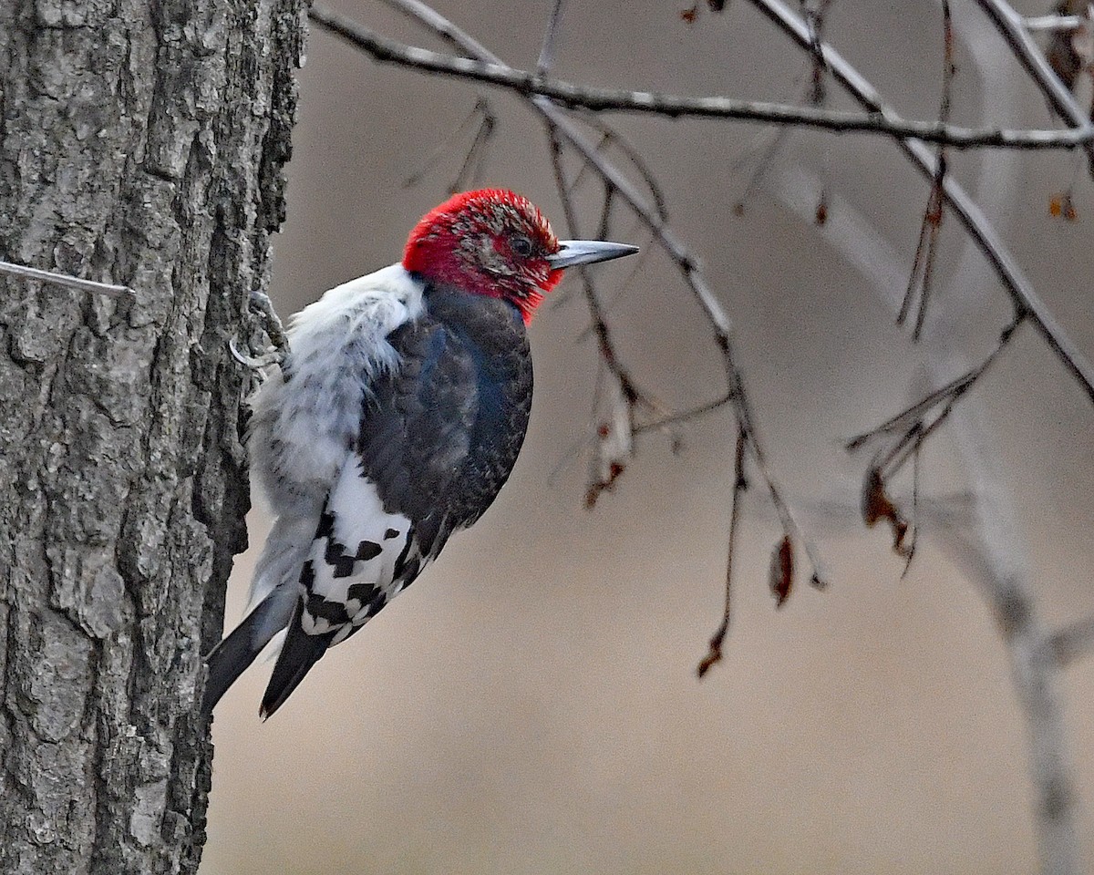 Red-headed Woodpecker - Michael Topp