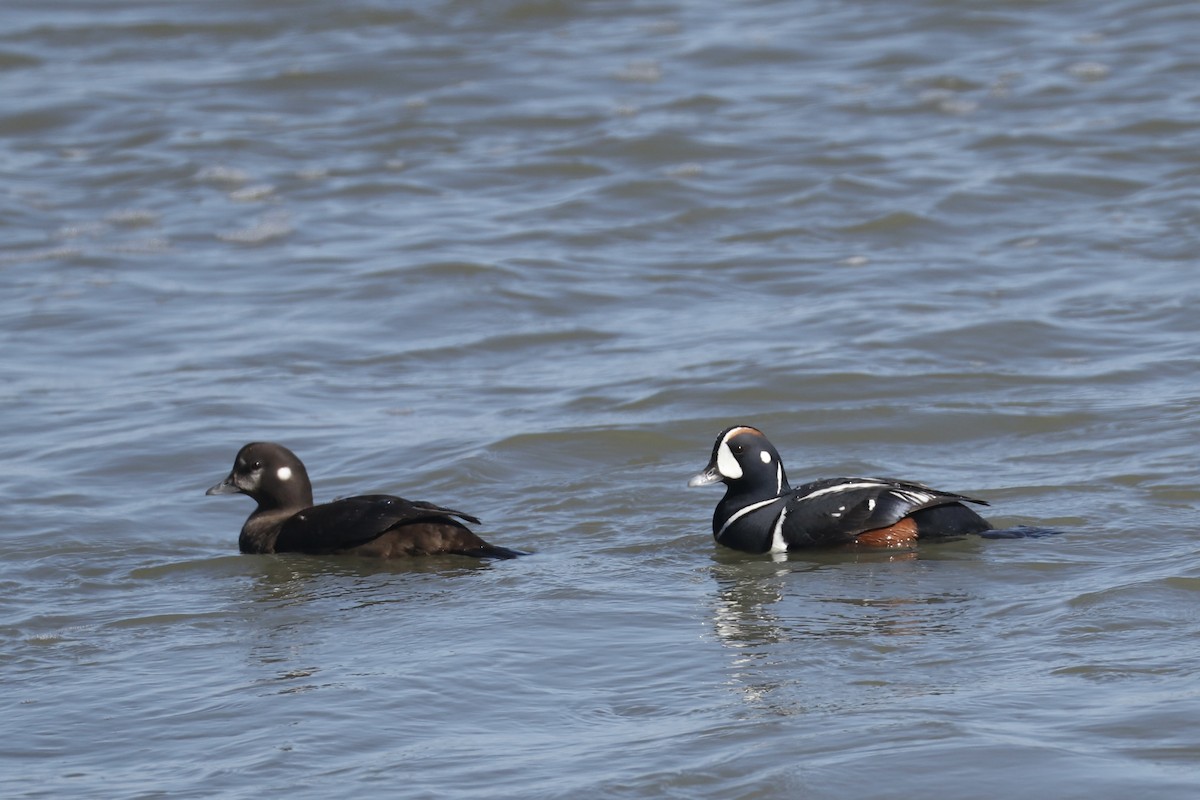 Harlequin Duck - ML616437258