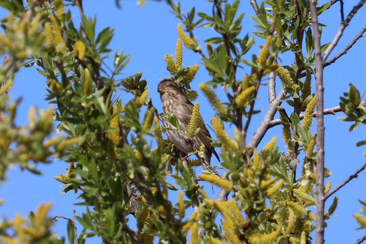 Purple Finch - ML616437263