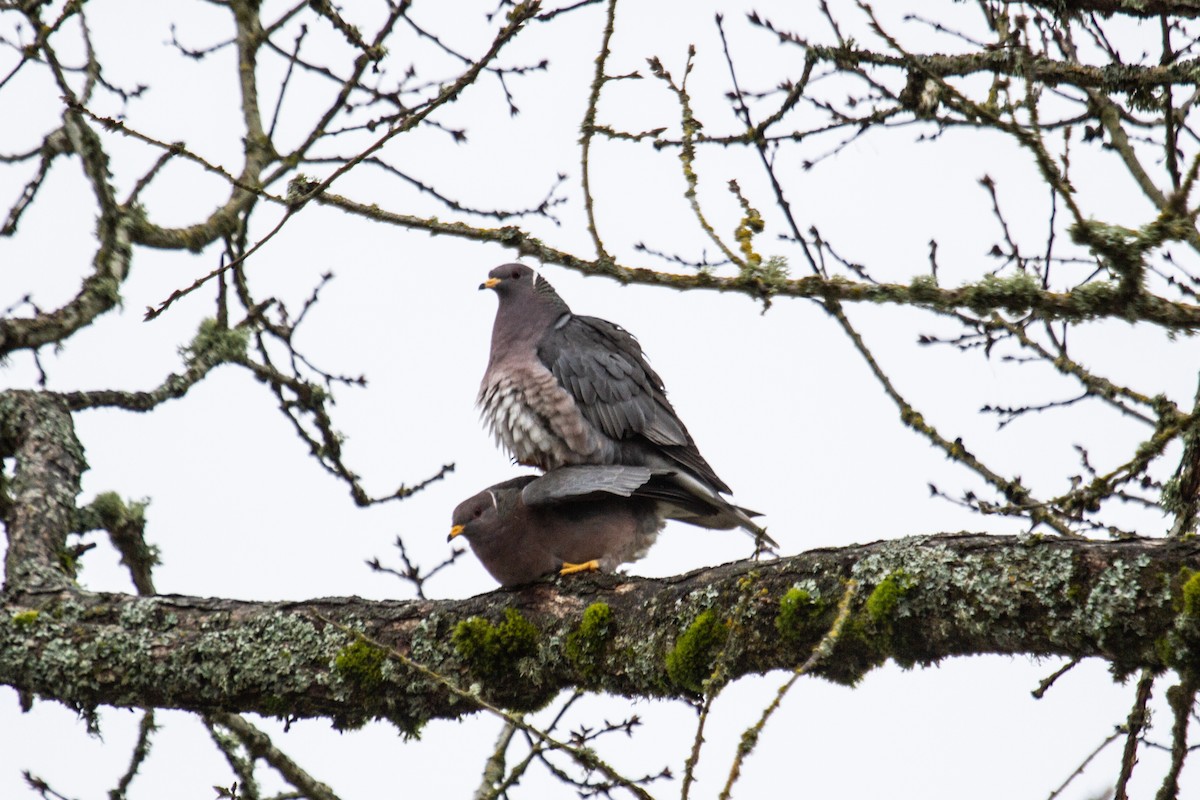 Band-tailed Pigeon - ML616437267