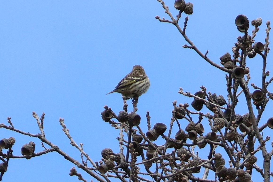 Pine Siskin - ML616437276