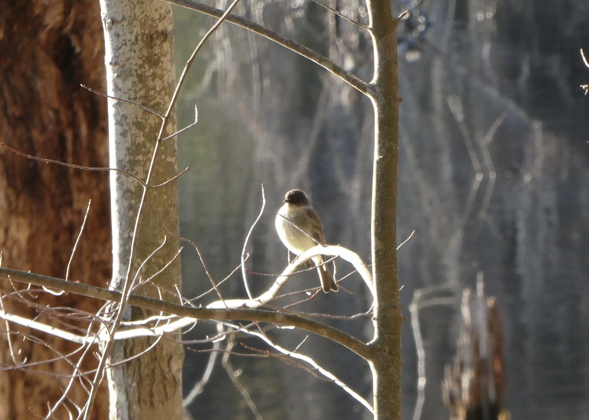 Eastern Phoebe - ML616437280