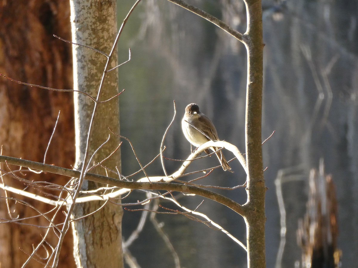 Eastern Phoebe - ML616437281