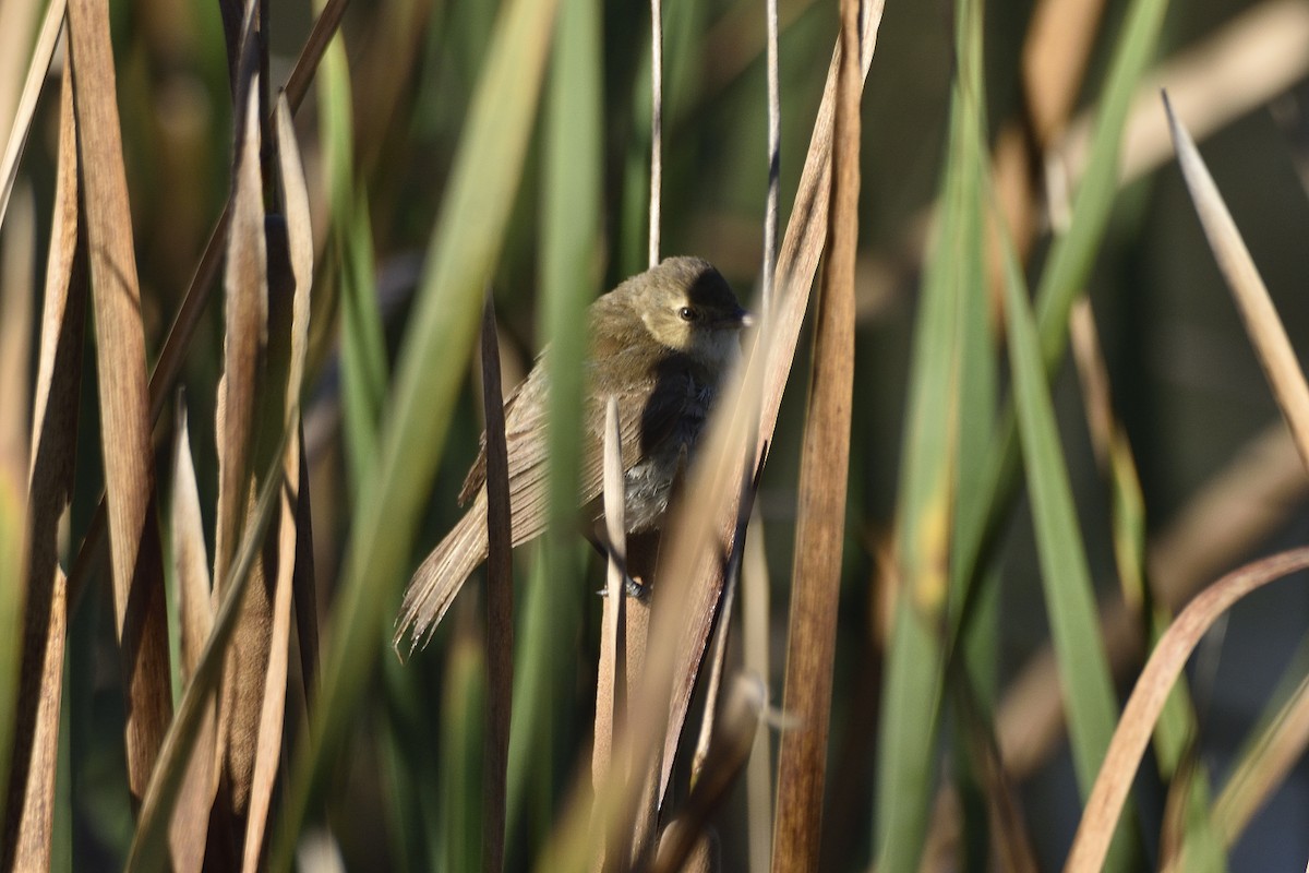 Australian Reed Warbler - ML616437285