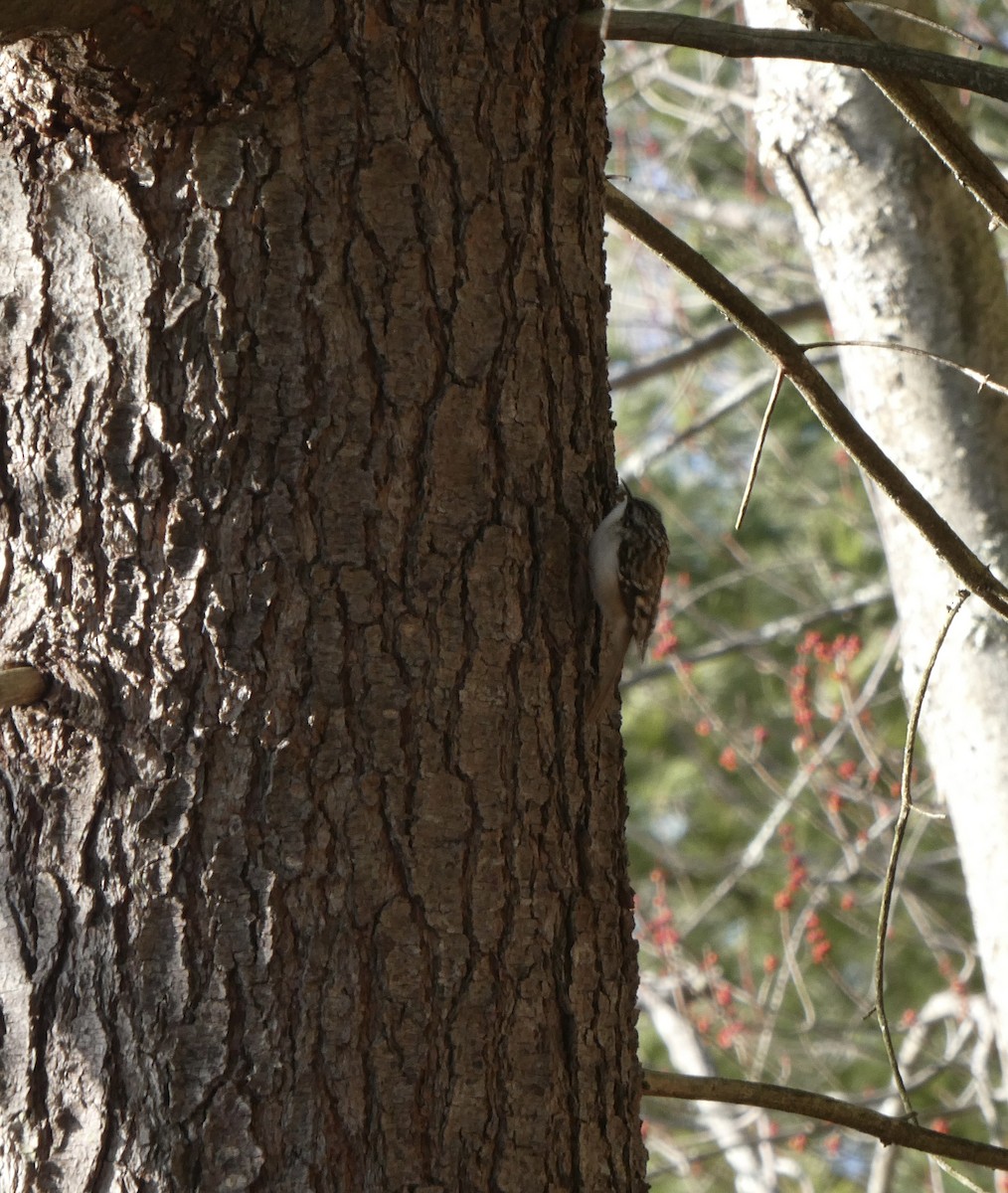 Brown Creeper - ML616437296