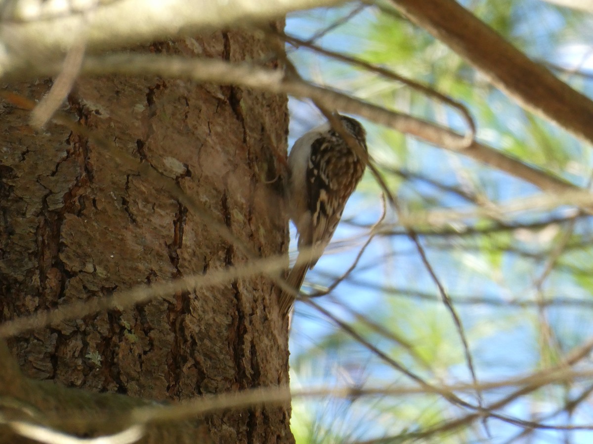 Brown Creeper - ML616437297