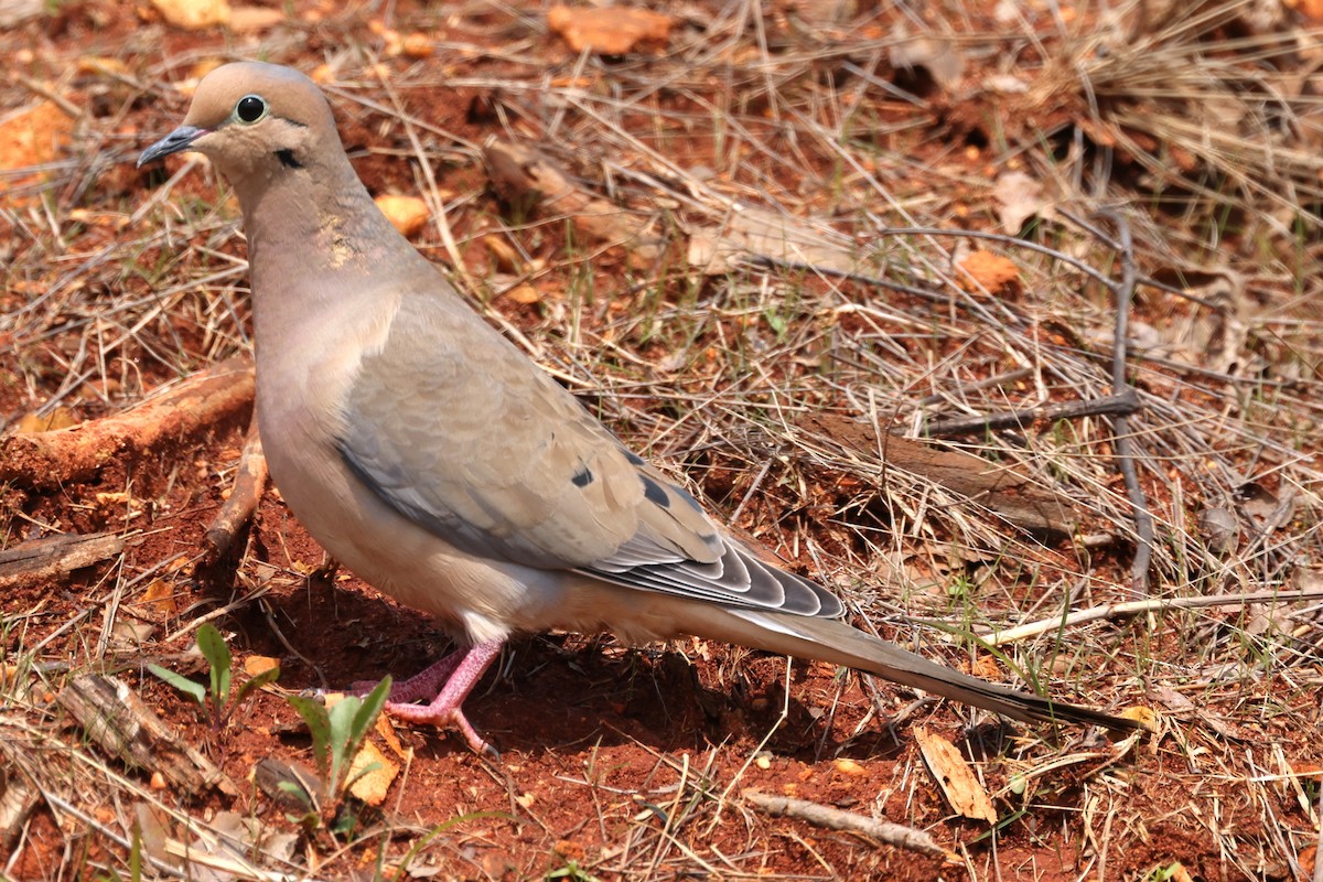 Mourning Dove - ML616437305
