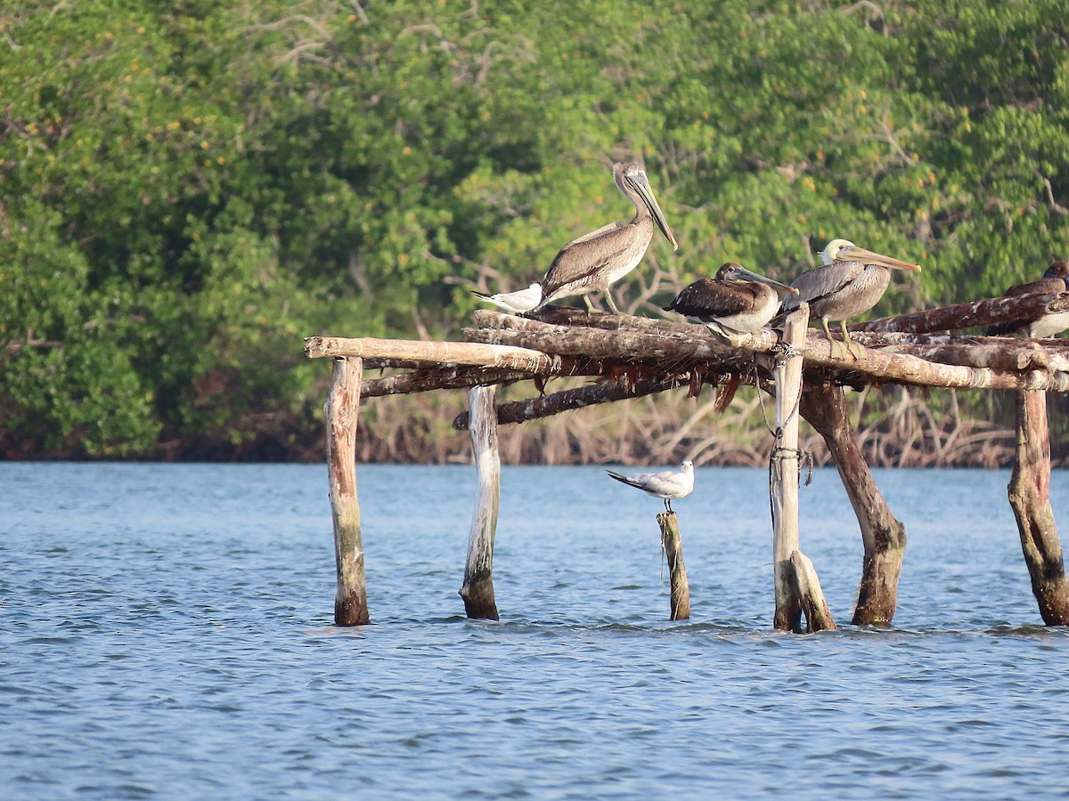 Brown Pelican - ML616437306