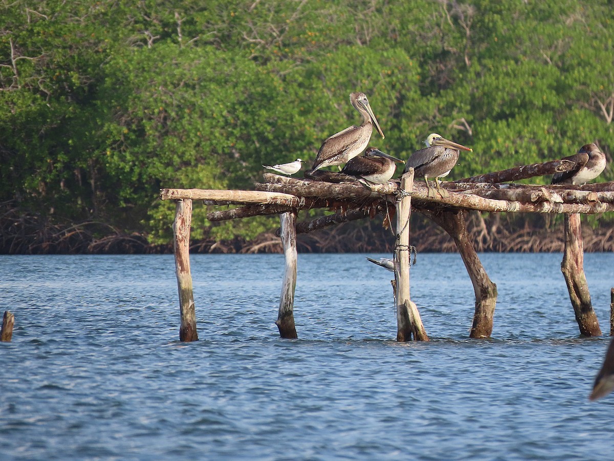 Brown Pelican - ML616437307