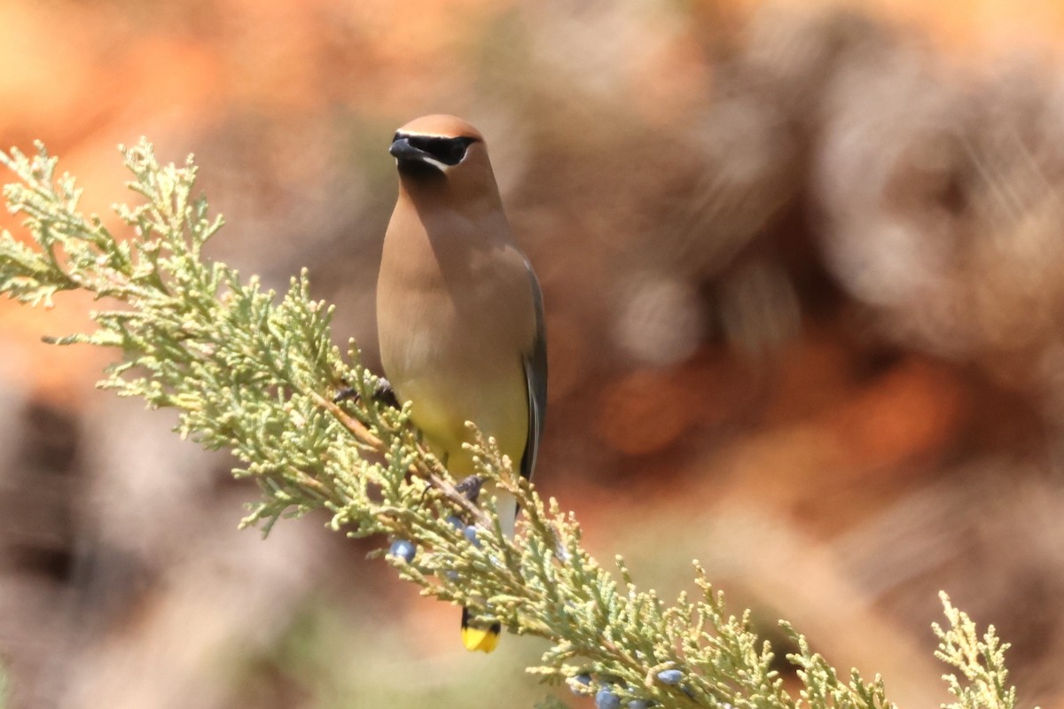 Cedar Waxwing - ML616437324