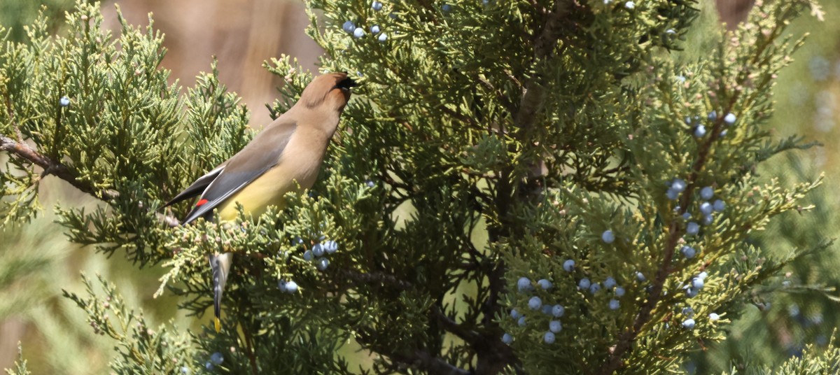 Cedar Waxwing - ML616437326